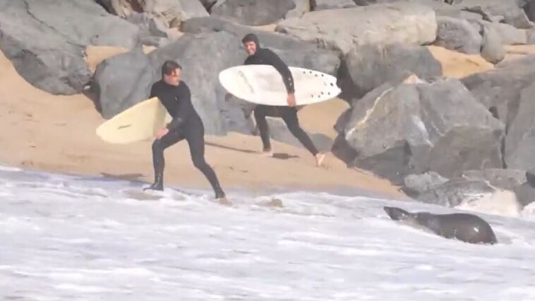 aggressive-sea-lion-attacks-beachgoers-in-southern-california,-video-shows