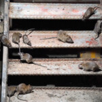 new-yorkers-are-less-scared-of-rats-and-roaches-than-any-other-city:-study