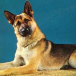 climate-nutjobs-target-pet-dogs-for-being-‘environmental-villains’