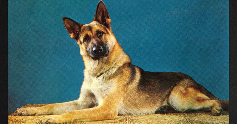 climate-nutjobs-target-pet-dogs-for-being-‘environmental-villains’