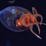 rare-colossal-baby-sea-creature-caught-on-camera-for-the-first-time