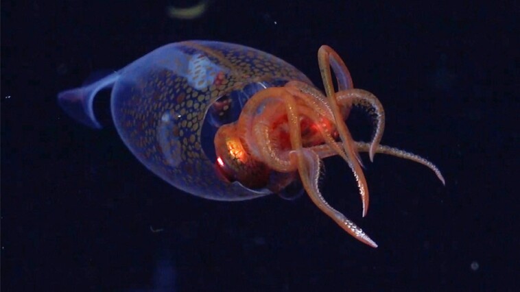 rare-colossal-baby-sea-creature-caught-on-camera-for-the-first-time