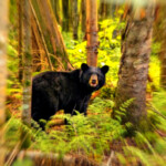 outrage-as-connecticut-father-arrested-and-charged-for-killing-bear-threatening-his-two-children