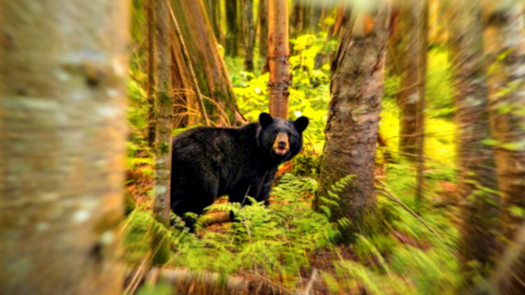 outrage-as-connecticut-father-arrested-and-charged-for-killing-bear-threatening-his-two-children