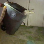 barefoot-florida-man-wrangles-7-foot-alligator-with-trash-can-in-insane-video