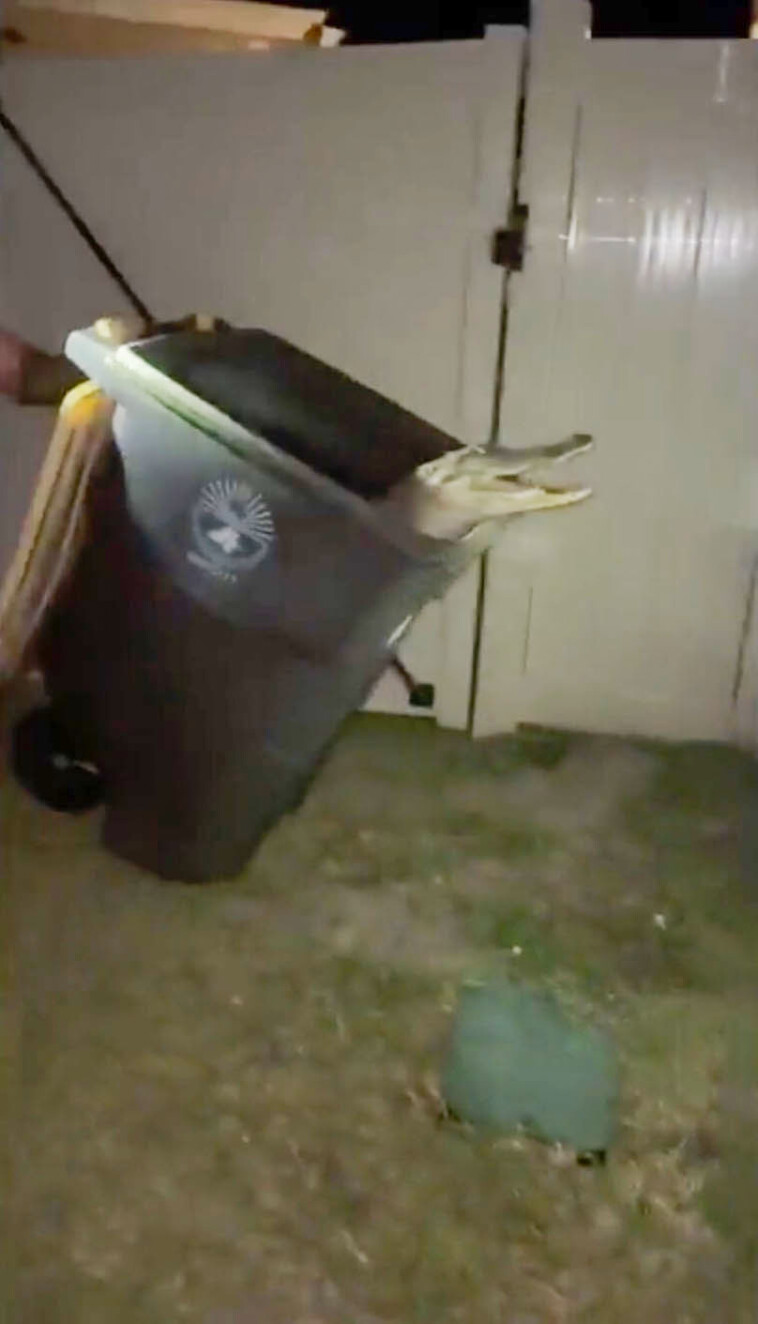 barefoot-florida-man-wrangles-7-foot-alligator-with-trash-can-in-insane-video