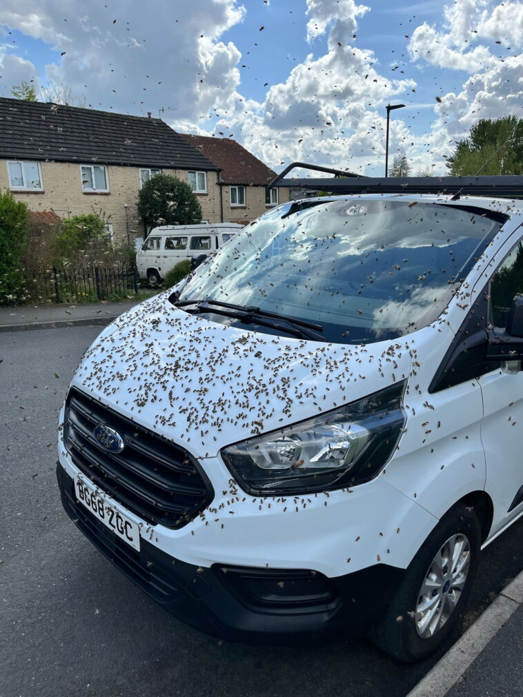 terrified-bar-goers-engulfed-by-swarm-of-3,000-bees:-‘something-out-of-a-horror-film’