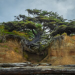 iconic-‘tree-of-life’-that-defied-gravity-for-years-along-washington-beach-may-be-on-its-last-legs