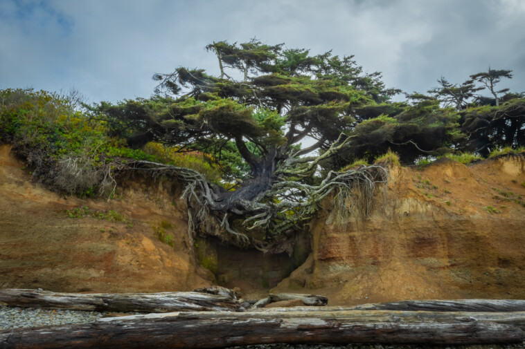 iconic-‘tree-of-life’-that-defied-gravity-for-years-along-washington-beach-may-be-on-its-last-legs