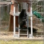 playful-bear-caught-on-video-sliding-head-first-down-children’s-slide-in-connecticut-backyard
