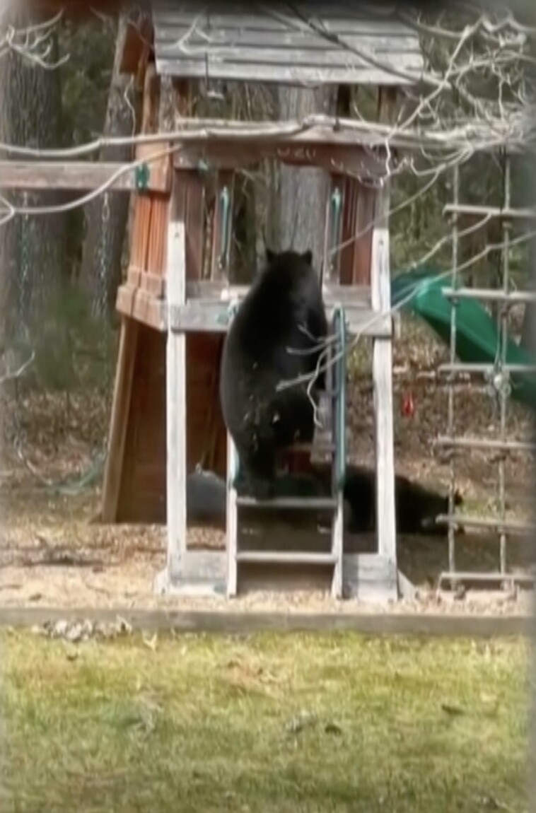 playful-bear-caught-on-video-sliding-head-first-down-children’s-slide-in-connecticut-backyard