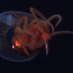 living-colossal-squid-recorded-in-its-habitat-for-first-time-in-history