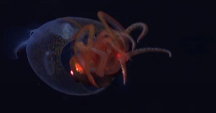 living-colossal-squid-recorded-in-its-habitat-for-first-time-in-history