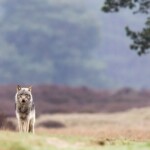 single-wolf-can-cause-six-figure-harm-to-ranching-operations:-shocking-study