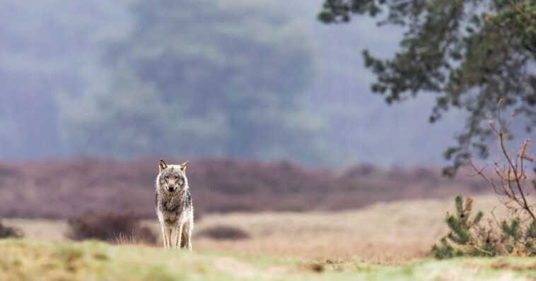 single-wolf-can-cause-six-figure-harm-to-ranching-operations:-shocking-study