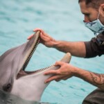 google-working-to-decode-dolphin-communication-using-ai