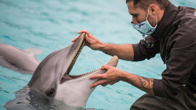 google-working-to-decode-dolphin-communication-using-ai