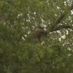 illegal-immigrant-busted-by-ice-agents-after-hiding-in-tree-for-over-six-hours