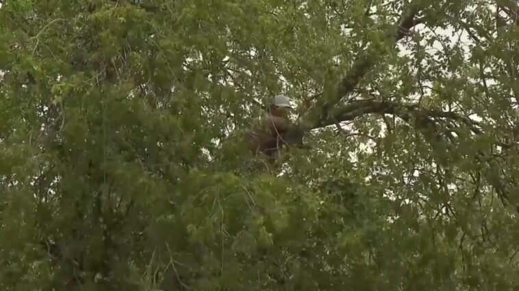 illegal-immigrant-busted-by-ice-agents-after-hiding-in-tree-for-over-six-hours