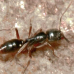 invasive-pest-with-deadly-venom-spreads-across-the-us-—-and-triggers-warning-from-scientists