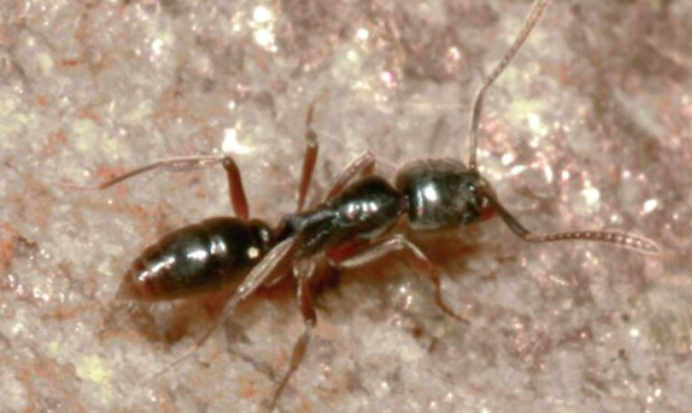 invasive-pest-with-deadly-venom-spreads-across-the-us-—-and-triggers-warning-from-scientists
