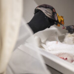 why-the-bronx-zoo-is-feeding-a-baby-vulture-with-a-hand-puppet