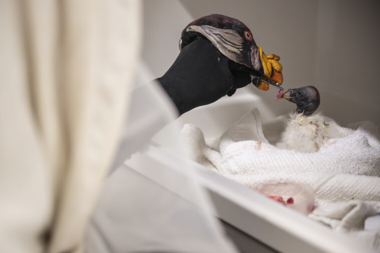 why-the-bronx-zoo-is-feeding-a-baby-vulture-with-a-hand-puppet