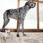 world’s-tallest-and-smallest-dogs-have-a-precious-puppy-playdate-despite-3-foot-difference
