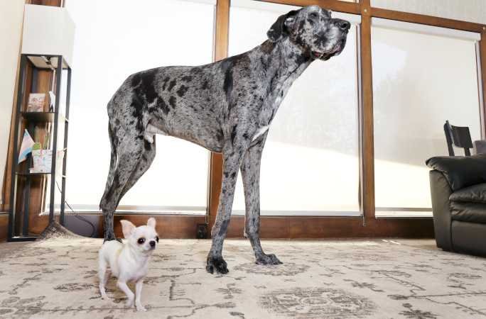 world’s-tallest-and-smallest-dogs-have-a-precious-puppy-playdate-despite-3-foot-difference