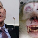attn-doge:-nih-renews-massive-funding-for-fauci’s-infamously-cruel-monkey-island