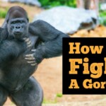 11-easy-ways-to-beat-a-gorilla-in-a-fight