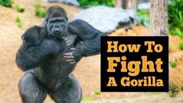 11-easy-ways-to-beat-a-gorilla-in-a-fight