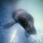 hope-floats-in-the-amazon-as-bacuri,-a-young-manatee,-fights-for-survival
