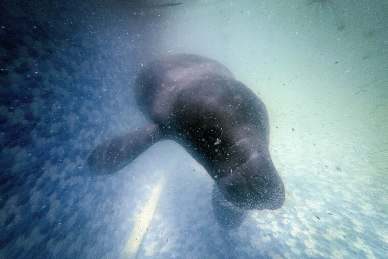 hope-floats-in-the-amazon-as-bacuri,-a-young-manatee,-fights-for-survival