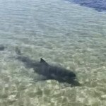 father-and-son-recall-intense-experience-helping-beached-great-white-shark:-‘not-a-good-idea’