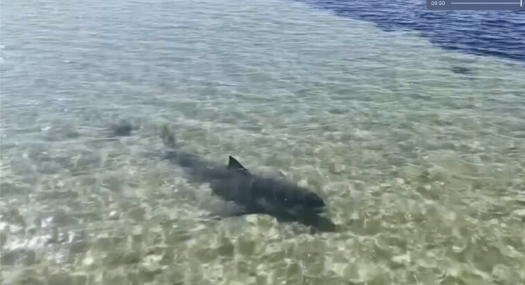 father-and-son-recall-intense-experience-helping-beached-great-white-shark:-‘not-a-good-idea’