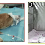 nih-shutters-notorious-lab-accused-of-slaughtering-beagles-for-four-decades