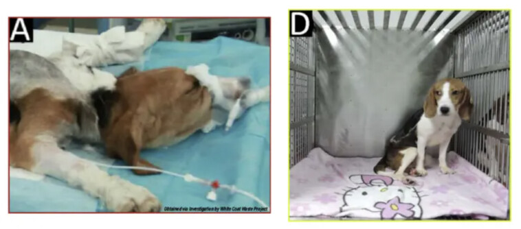 nih-shutters-notorious-lab-accused-of-slaughtering-beagles-for-four-decades