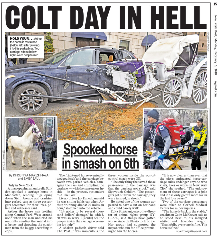 arthur-—-the-nyc-carriage-horse-who-famously-crashed-into-two-cars-—-found-happy-ending