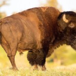 yikes!-florida-man-gored-by-bison-at-yellowstone-national-park-after-getting-too-close-to-animal