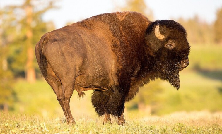 yikes!-florida-man-gored-by-bison-at-yellowstone-national-park-after-getting-too-close-to-animal