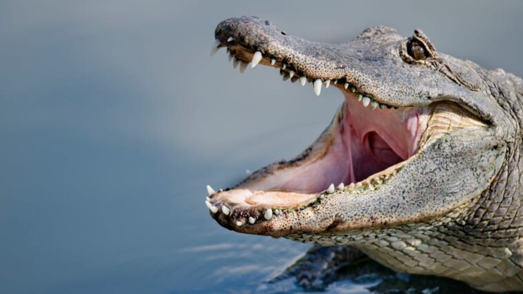 what-causes-nearly-every-alligator-attack-on-humans?-study-says-it’s-our-fault