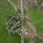 men-guilty-of-felling-much-loved-british-‘sycamore-gap’-tree