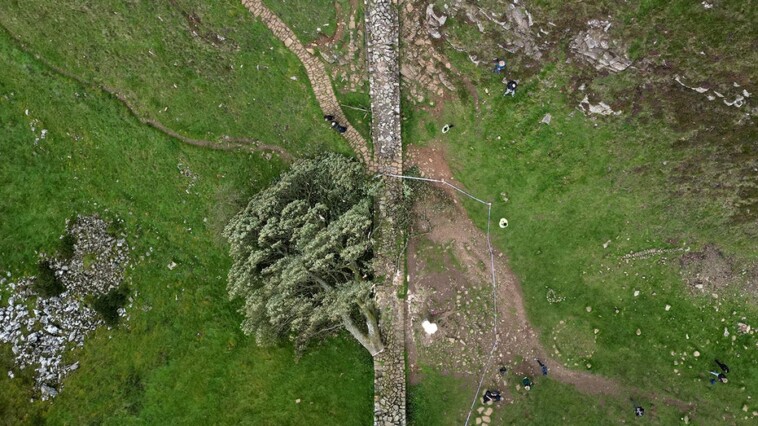 men-guilty-of-felling-much-loved-british-‘sycamore-gap’-tree