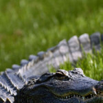 video:-florida-researchers-reveal-what-causes-96-percent-of-alligator-bites