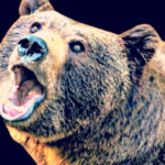 300-pound-black-bear-mauls-florida-man-and-his-dog-in-first-ursine-killing-in-the-state