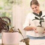 ‘run!-get-out-while-you-can!’-scream-dying-ferns-as-woman-brings-in-new-houseplant