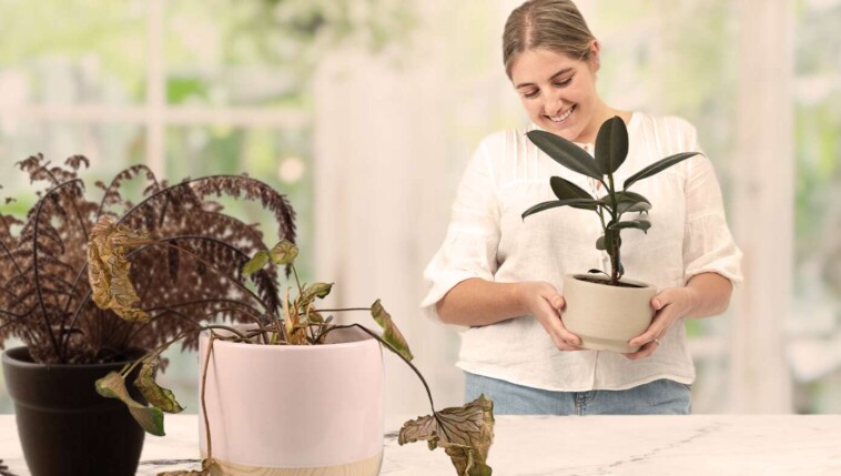 ‘run!-get-out-while-you-can!’-scream-dying-ferns-as-woman-brings-in-new-houseplant