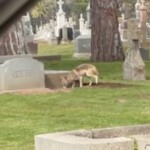 coyote-caught-digging-hole-near-grave-in-california-cemetery-in-wild-video:-‘maybe-he’s-hungry’