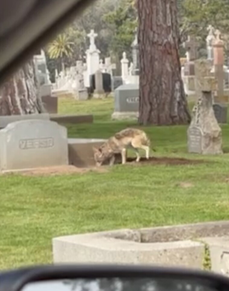 coyote-caught-digging-hole-near-grave-in-california-cemetery-in-wild-video:-‘maybe-he’s-hungry’